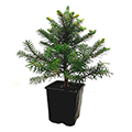conifer
