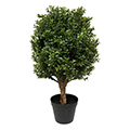 boxwood