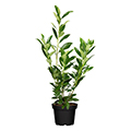 cherry laurel