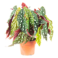polka dot begonia