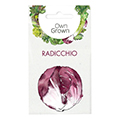 radicchio seed