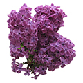 lilac
