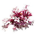 Korean lilac