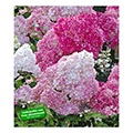 panicled hydrangea