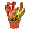 carnivorous houseplant