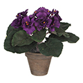 African violet