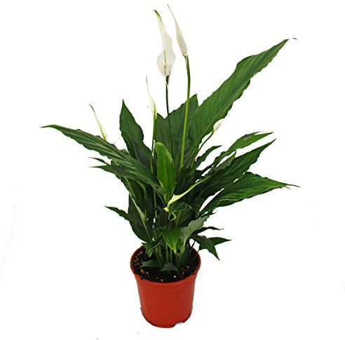 Exotenherz - Spathiphyllum, Einblatt, Sweet Chico, 13cm Topf