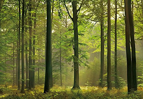 Moods - Fotomural Bosque Otoñal - Tamaño : 366 X 254 cm