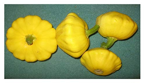 PREMIER SEEDS DIRECT - Squash Seeds - Early Yellow Bush Scallop Patty PAN - 50 Seeds