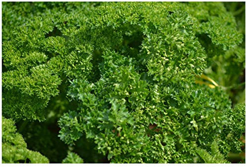 PREMIER SEEDS DIRECT - Parsley - Triple Moss Curled 2-6 GM Italian Seeds