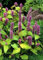Tropica - Hierbas - Menta Coreana (Agastache rugosa 'Blue Spike') - 200 Semillas