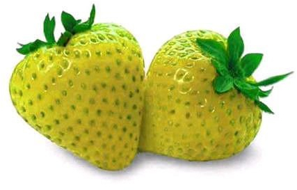 Gelbe Erdbeere 20+ Samen (Der Blickfang im Garten)