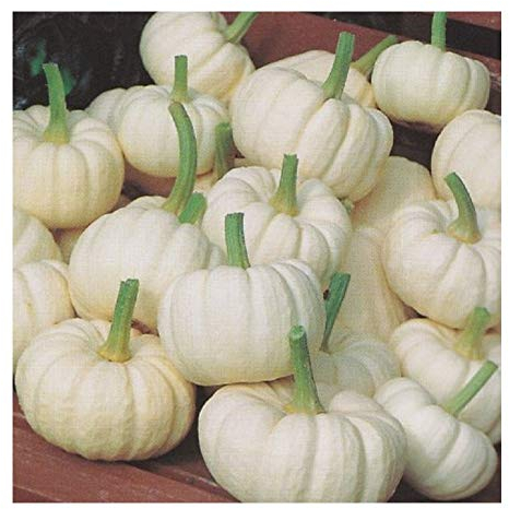 PREMIER SEEDS DIRECT - Pumpkin Seeds - Miniature White - Baby Boo - 30 Seeds
