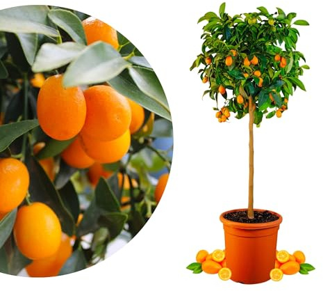 Meine Orangerie Kumquat - echte Zitruspflanze - Fortunella margarita - Ovale Kumquat - veredelte Zwergorange in Gärtner-Qualität (Topf Ø 26cm)