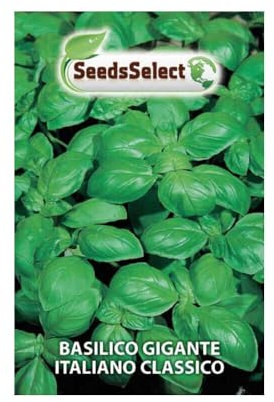 Semi Basilico Gigante Italiano Classico Bustina Termosaldata Sementi Giardino Giardinaggio