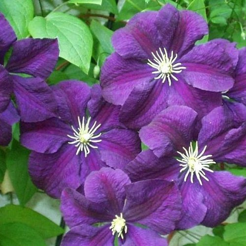 3 x Clematis Etoile Violette (Klematis) - Klätterväxter: Köp 3, betala för 2 - Mörklila, perenn & härdig | 3 x 1,5 liters krukor