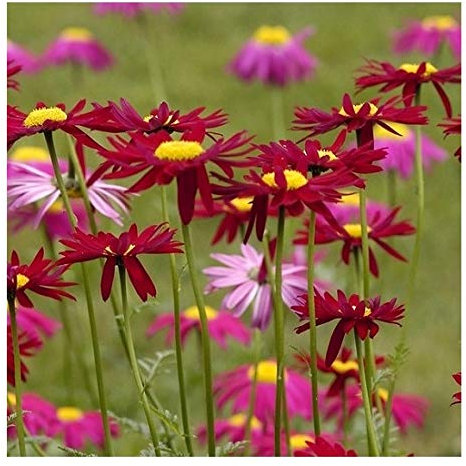 Tanacetum or Pyrethrum 'Robinson's Red' / Painted Daisy/Hardy Perennial/PlantGenesis Seeds