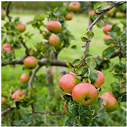 Bramley Seedling Apple Tree 4-5ft,Ready to Fruit,The Most Popular Cooker 3fatpigs®