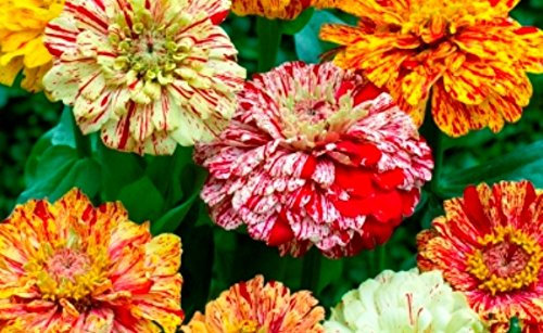PREMIER SEEDS DIRECT - Zinnia Seeds - ELEGANS - Peppermint Stick Mix - 4 GRAM ~ Approx 480 Finest Seeds