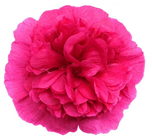 Stockrose, gefüllte - 20 Samen