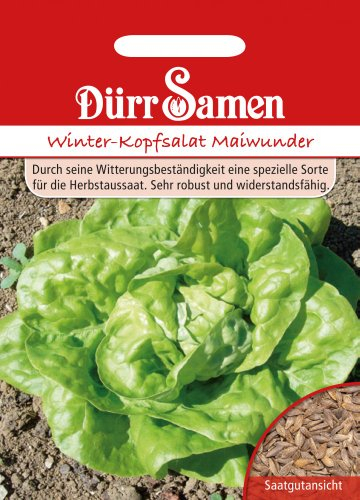 Dürr-Samen - Kopfsalat Winter-Maiwunder Saatgut