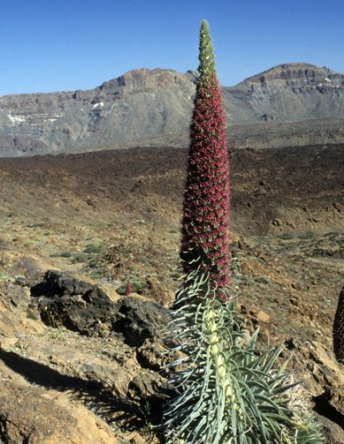 Seedeo Roter Teide-Natternkopf (Echium wildpretii) 10 Samen