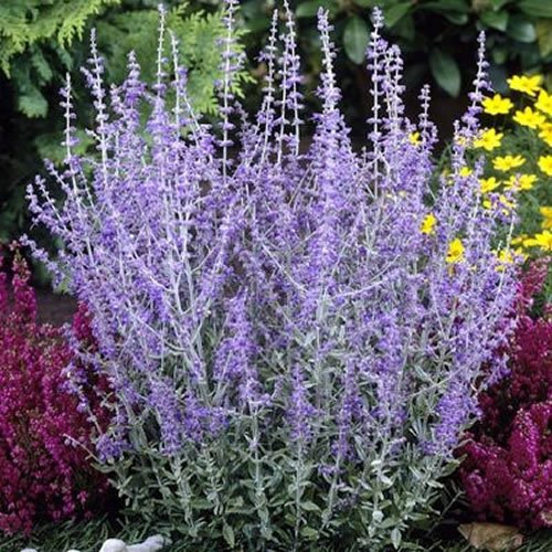 1 X PEROVSKIA 'Blue Spire' Russian SAGE DECIDUOUS Shrub Hardy Plant in Pot