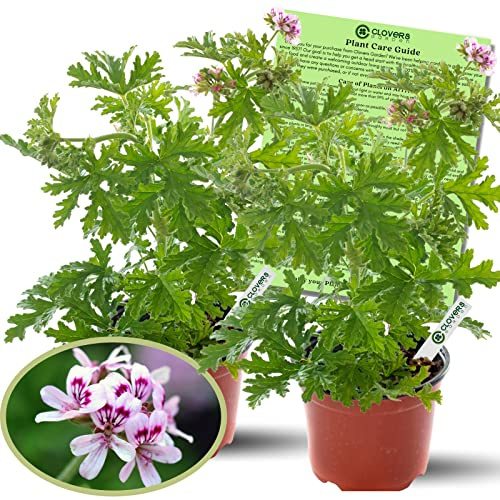 Clovers Garden Citronella Plants – Two (2) Live Plants – Non-GMO - Not Seeds - Each 4 to 8 Tall – in 4 Inch Pots - Citrosa Geranium Plant, Mosquito Repellent, Blooming, Edible