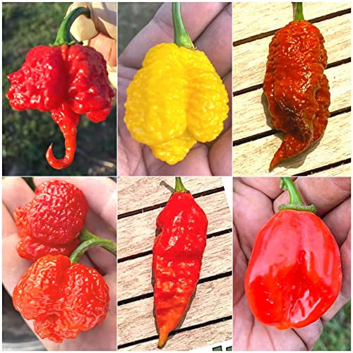 60 Graines des 6 PIMENTS les Plus FORTS du MONDE, Coll. 6 + Guide de Culture : CAROLINA REAPER RED, MORUGA SCORPION YELLOW, BROWN BHUTLAH, APOCALYPSE RED, HABALOKIA et ORANGE TIGER