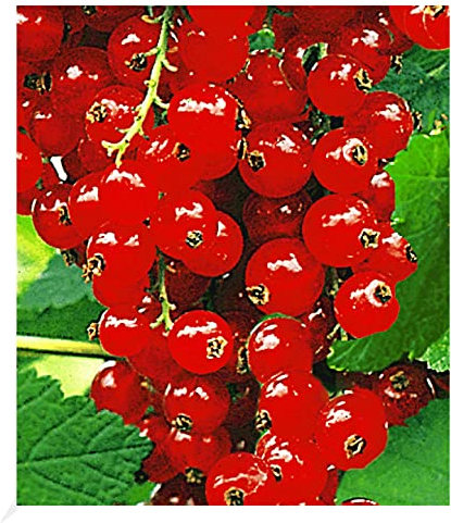 BALDUR Garten Johannisbeeren 'Rote Rovada', 1 Strauch, Ribes rubrum Johannisbeerstrauch Beerenobst winterhart, mehrjährig, pflegeleicht, reiche Ernte an essbaren Früchten