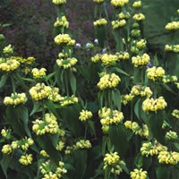 Plant World Seeds - Phlomis Russeliana Seeds (Perennial Flower Seeds)