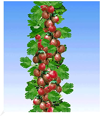 BALDUR Garten Rote Säulen-Stachelbeeren, 1 Pflanze, Ribes uva-crispa Säulenobst, winterhart, platzsparende Säule für kleine Gärten, Balkone & Terrassen