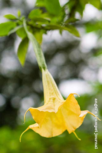 Angel's Trumpet Journal: Transformation and Rebirth (Little Flower) (Volume 4)