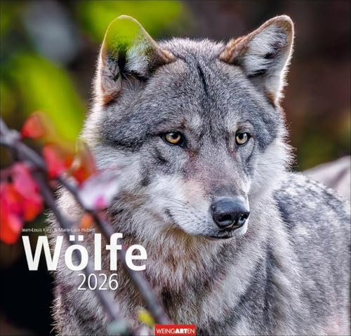 Wölfe Kalender 2026: Tierkalender mit Wolf-Fotos vom bekannten Fotografenpaar Jean-Louis Klein und Marie-Luce Hubert. Foto-Wandkalender mit ... 48x46 cm (Tierkalender Weingarten)