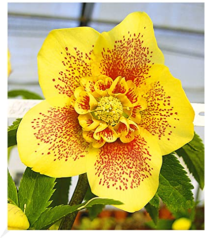 BALDUR Garten Christrosen 'Hantay', 1 Pflanze, Helleborus Niger, winterharte Staude, mehrjährig, bienenfreundlich, pflegeleicht, für Standort im Schatten geeignet, blühend