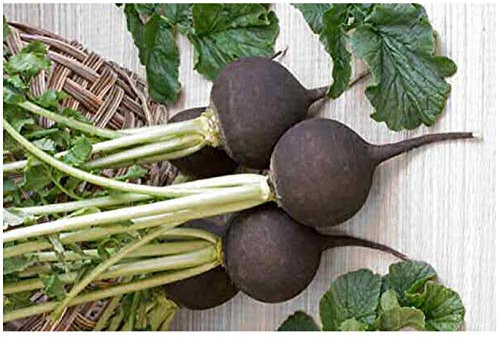 PREMIER SEEDS DIRECT - Radish - Black Spanish Round - 500 Seeds - Organic