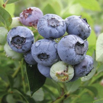 Vaccinium corymbosum Blueberry 'Darrow' 15cm Pot Size