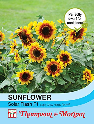 Sunflower Solar Flash F1 Hybrid Seeds 1 Packet by Thompson & Morgan - 12 Seeds