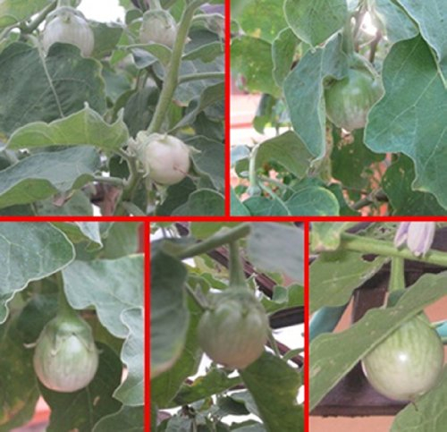 Auberginen-Samen Thai Auberginen Samen Runde Aubergine Chao Phraya Samen มะเขือ เจ้าพระยา 240 Samen/pack