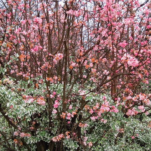 GardenersDream Viburnum Bodnantense Dawn Plant - Outdoor Garden Ready Hardy Plant - Beautiful Flowering Deciduous Shrub - Outdoor Plants for Gardens (9cm Pot, 15-25cm)