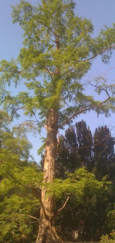 Urwelt- Mammutbaum - Metasequoia glyptostroboides- 50 Samen