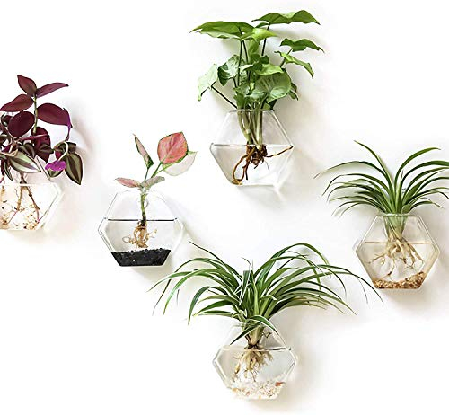 Kingbuy Hexagon Wall Planter Set - 3 Pack Glass Propagation Terrarium Vases with Hanging Mounts for Indoor Plants, Air Plants & Hydroponic Stations Home Office Decor, Plant Lover Gifts (Large)