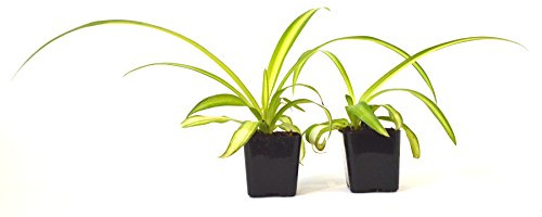 9GreenBox - Ocean Spider Plant - Easy to Grow - Cleans The Air - New - 2 Pack