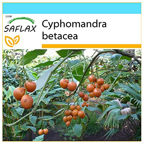SAFLAX - Presentförpackning - Tropiskt Tomatträd/Tamarillo - 50 Frön - Med presentförpackning, kort, etikett och pottsubstrat - Cyphomandra betacea