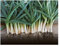 PREMIER SEEDS DIRECT - Leek - Heirloom - Blue DE SOLAISE - 1000 Finest Seeds