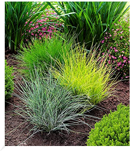 BALDUR Garten Gräser-Trio 3 Pflanzen Ziergräser Festuca glauca Elijah Blue, Festuca gautieri, Milium effusum Aureum, winterharte Stauden, trockenresistent, mehrjährig, blühend