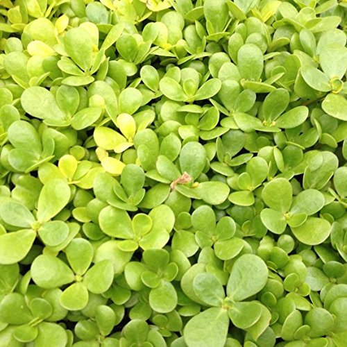 PREMIER SEEDS DIRECT - HERB - Purslane Golden - 3000 Finest Seeds (Portulaca OLERACEA)