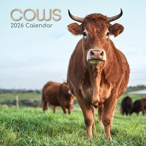 TGSC | Cows 2026 Calendar 16 Month (Sept 2025-Dec 2026) Family Square Wall Calendar 2026 UK | Planner with Large Grid for Home or Office Organisation - Animals 2026/2025 Calendar UK