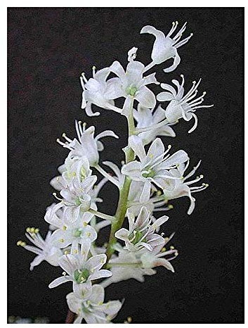 Lachenalia angelica - Hyazinthe - 10 Samen