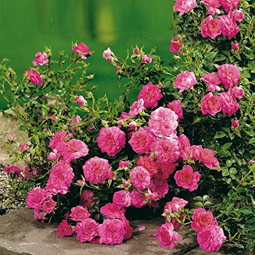 Rose Knirps® - Bodendeckerrose rosa Blüten - Kleinstrauchrose Pflanze Stark gefüllt Winterhart Halbschattig Mehltau-Resistent von Garten Schlüter - Pflanzen in Top Qualität
